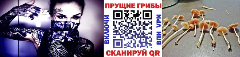 наркота  Борзя  Псилоцибиновые грибы ЛСД 